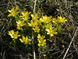 Křivatec český