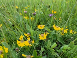 Hippocrepis comosa – podkovka chocholatá (C1)
